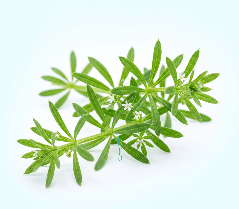 Cleavers Herb